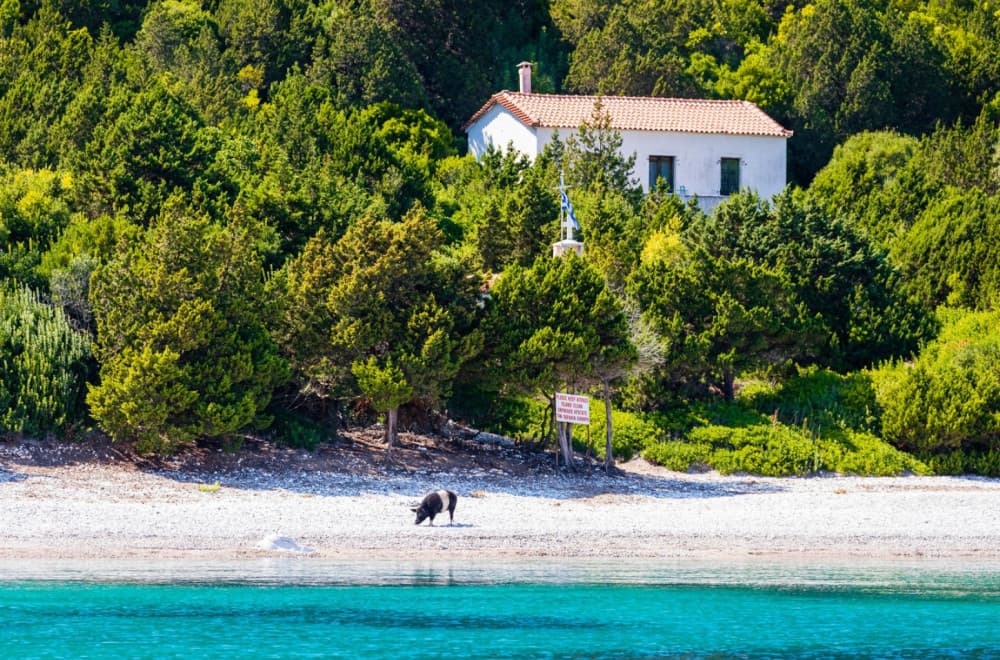Turisti hrle na grčko ostrvo zbog neobične atrakcije: Plivaju sa ovim stvorenjima VIDEO