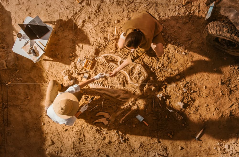 Zaboravljena kost stajala 40 godina u fioci, ispostavilo se da pripada dinosaurusu