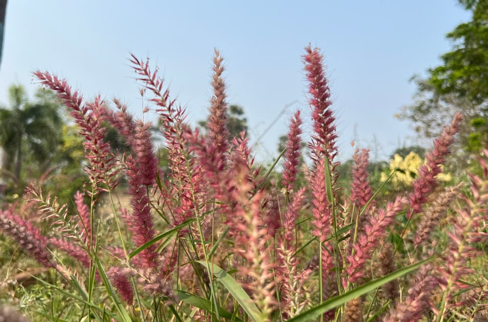 Eksperiment koji je sve iznenadio: Naučnici stvorili "super biljku" sa pet psihodelika