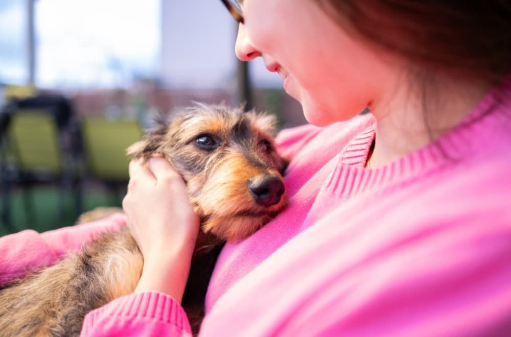 Ova evropska zemlja napravila presedan: Dozvolila bolovanje zbog bolesnog kućnog ljubimca ANKETA