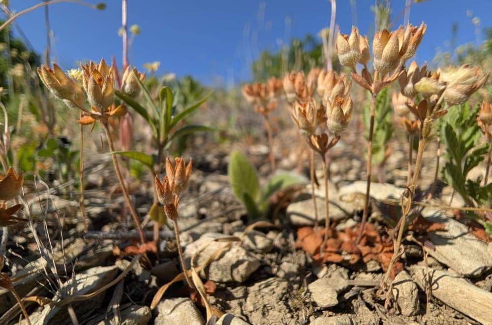 Veliko otkriće u Srbiji: Biolozi naišli na vrstu biljke za koju se smatralo da je nestala FOTO