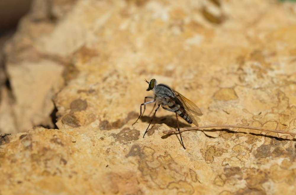 Opasni insekti u Srbiji: Bubice aktivne noću, prenose ozbiljne bolesti FOTO