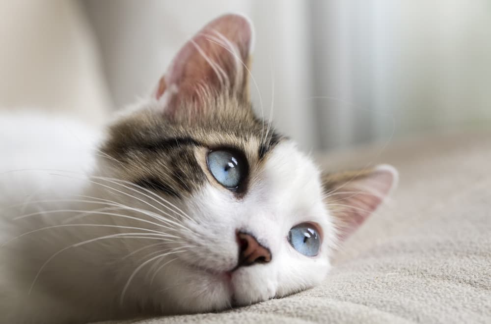 Ukoliko vaša mačka ovo radi, obavezno je odvedite kod veterinara