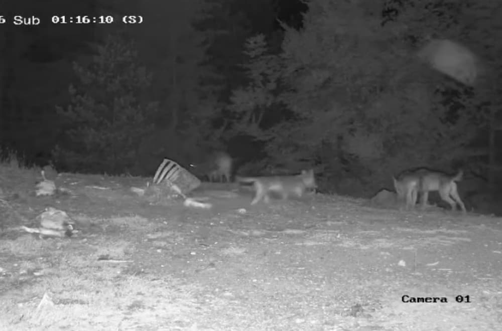 Neverovatni prizori na srpskoj planini: Divlje zveri zajedno "na večeri" FOTO/VIDEO