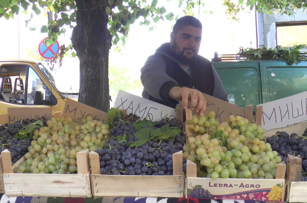 Srpska Toskana će biti prestonica grožđa i vina: Sve spremno za još jednu Oplenačku berbu