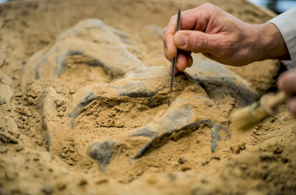 Zaboravljen fosil zapanjio naučnike: Otkrili novu vrstu dinosaurusa sa ogromnim kandžama