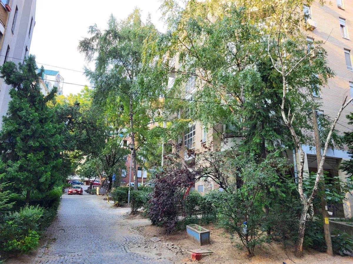 Drveće može da prepolovi efekat urbanog toplotnog ostrva, pokazuje analiza u 9.000 velikih gradova