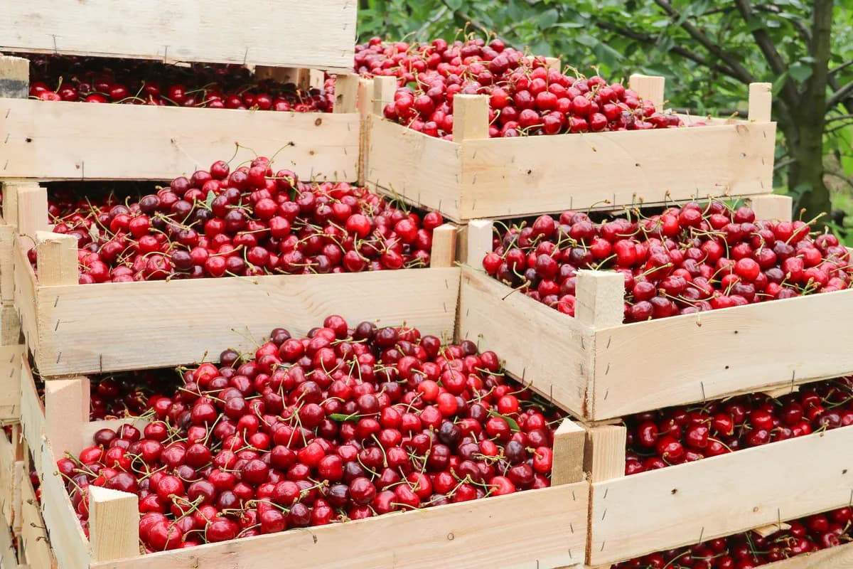Višnje u Srbiji dobro rodile, otkupljivači oborili cenu: Sa prošlogodišnjih 300 na 70-80 dinara