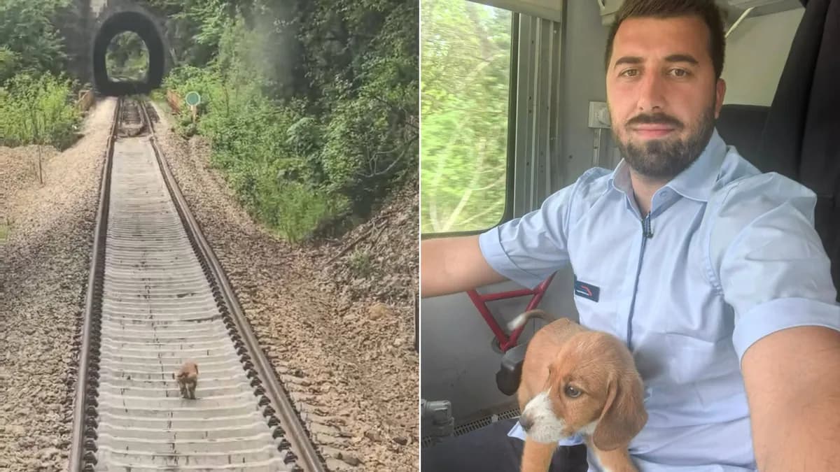 Dirljiva priča iz Zaječara: Mašinovođa zaustavio voz da bi spasio kucu Milu, a potom je i udomio (FOTO)