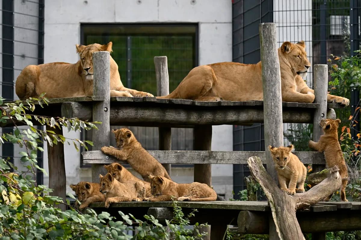 Nesvakidašnji prizor u zoo-vrtu: Dve sestre lavice zajedno odgajaju 12 mladunaca (FOTO)