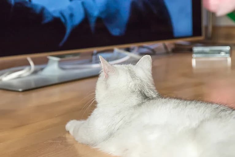 Mačke i TV ekrani: Šta ih fascinira, a šta im izaziva anksioznost?