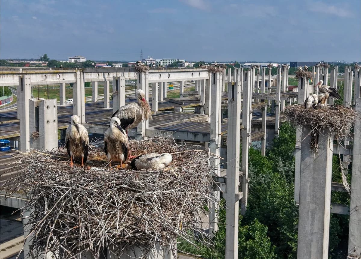 Fascinantnih 75 aktivnih gnezda u najvećoj koloniji belih roda u Srbiji i jednoj od najvećih u Evropi (FOTO)