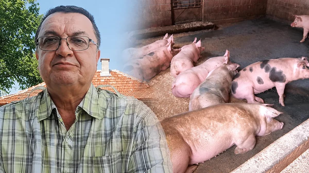 Da li je virus afričke kuge svinja opasan za ljude i šta se dešava ako pojedemo zaraženo meso?