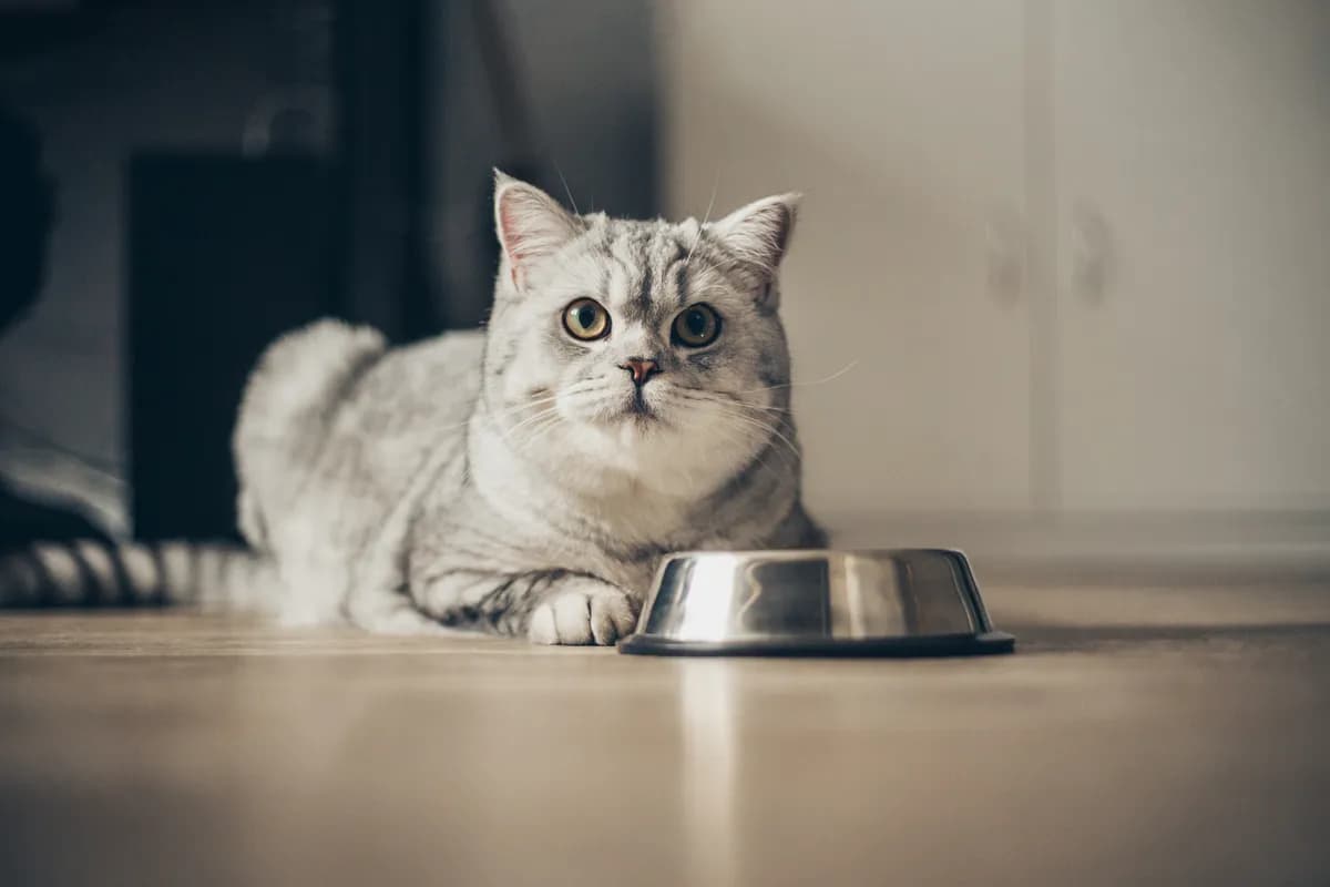 Pet namirnica koje mogu biti zdrav dodatak ishrani mačke