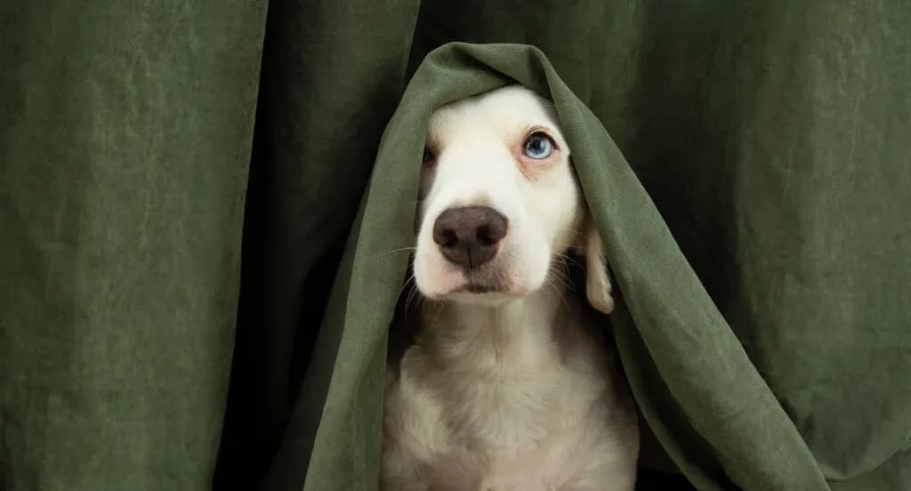 Veterinar otkriva koje tri navike mogu produžiti život vašem psu