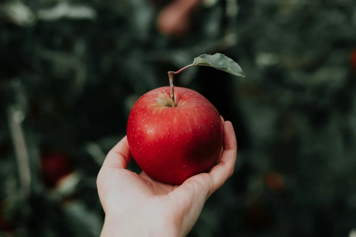 Svakog dana pojedete jednu jabuku, a nemate pojma šta se dešava u vašim crevima