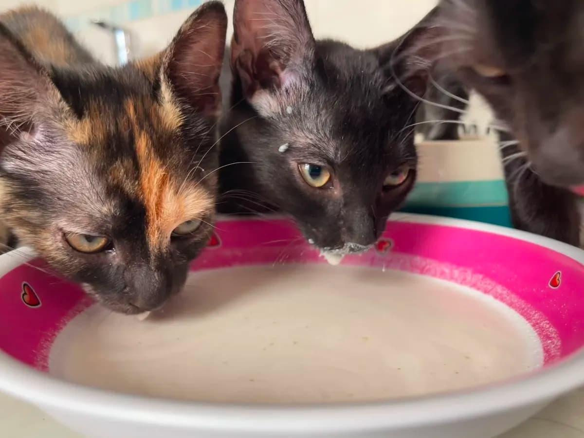 Neko ih je ostavio ispred garaže, a onda su promenili jedno leto: Priča koja će dirnuti svakog ljubitelja mačaka