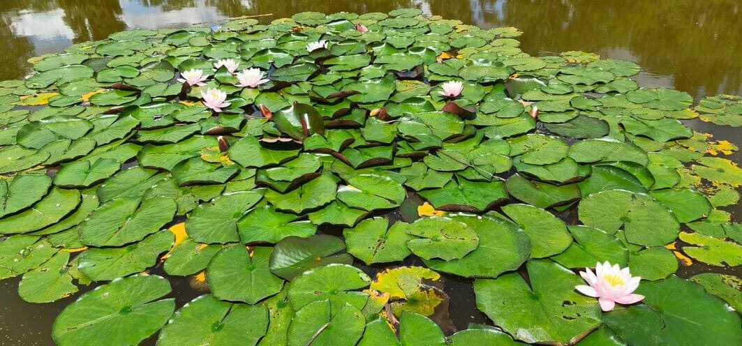 Lokvanji procvetili na Starom jezeru: Novi simbol Kikinde privlači poglede