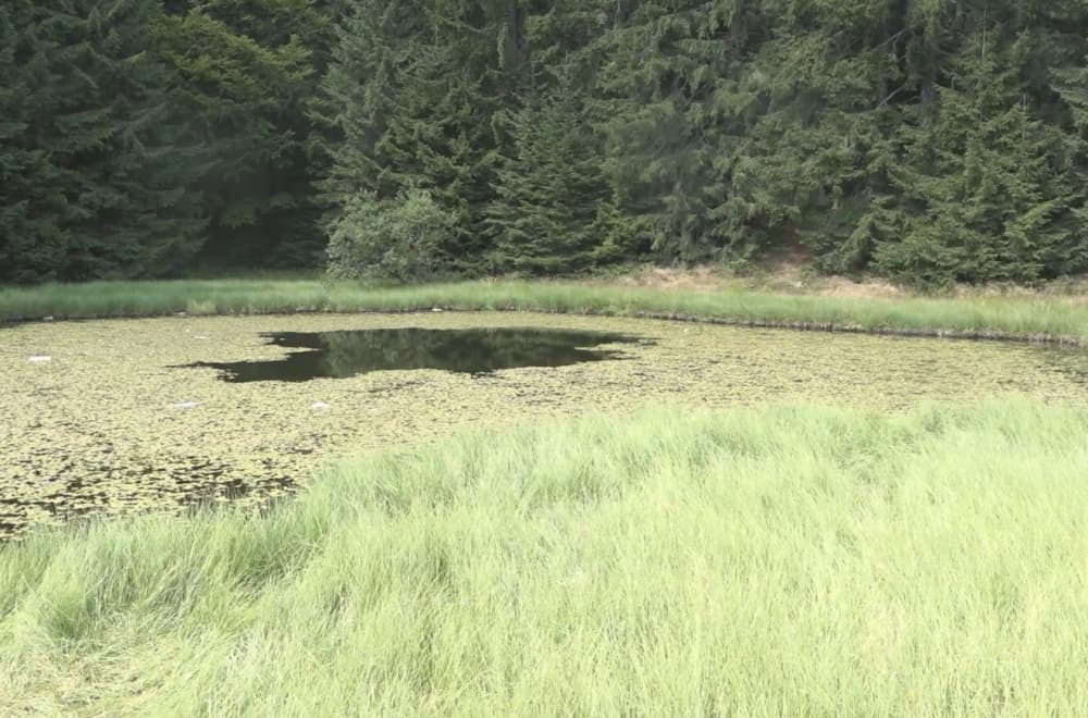 Jedno od najneobičnijih jezera u Srbiji: Skriveno je u četinarskoj šumi na jednoj od najlepših planina FOTO