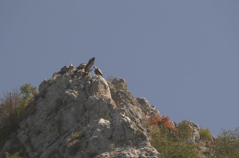 Rajka stigla do Izraela, Nera do Egipta: Srpski beloglavi supovi ove jeseni razleteli se širom sveta